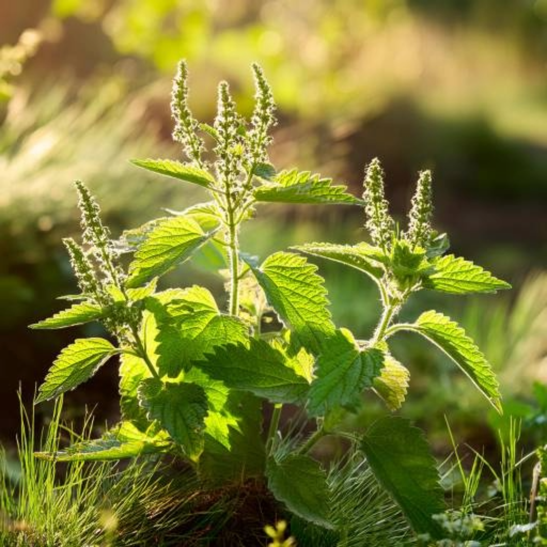 Premium Photo | Peony Essential Oil In A Bottle Generative AI Spa - Foto 11