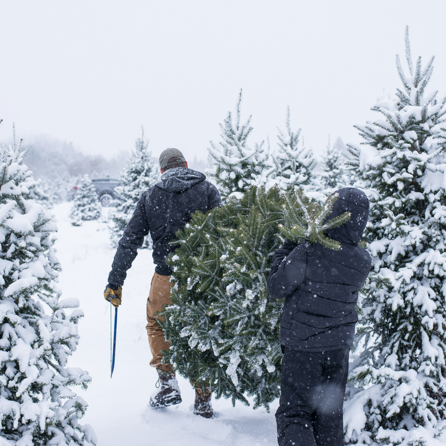 Balsam Fir Oil Essential Trading Post Oils