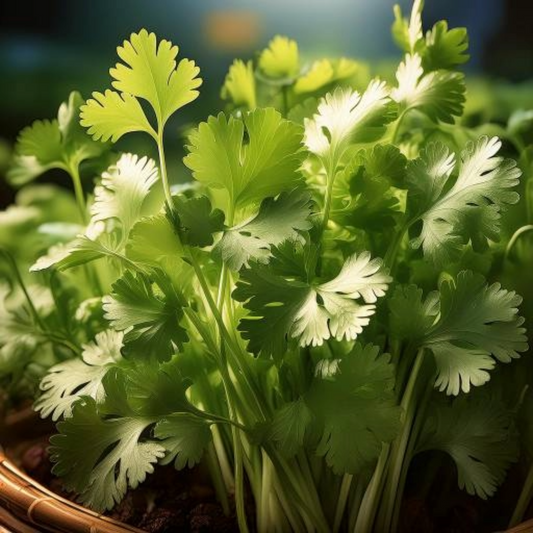 Cilantro Oil Essential Trading Post Oils