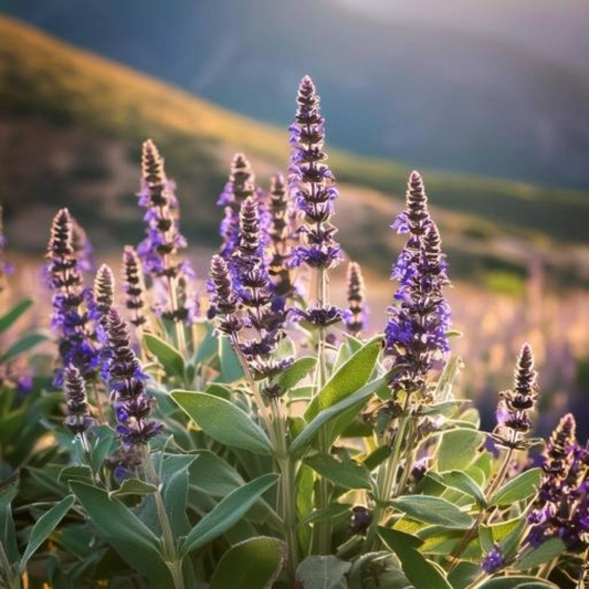 Clary Sage Oil Essential Trading Post Oils