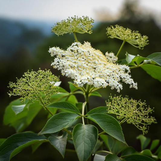 Elderflower Oil Essential Trading Post Oils