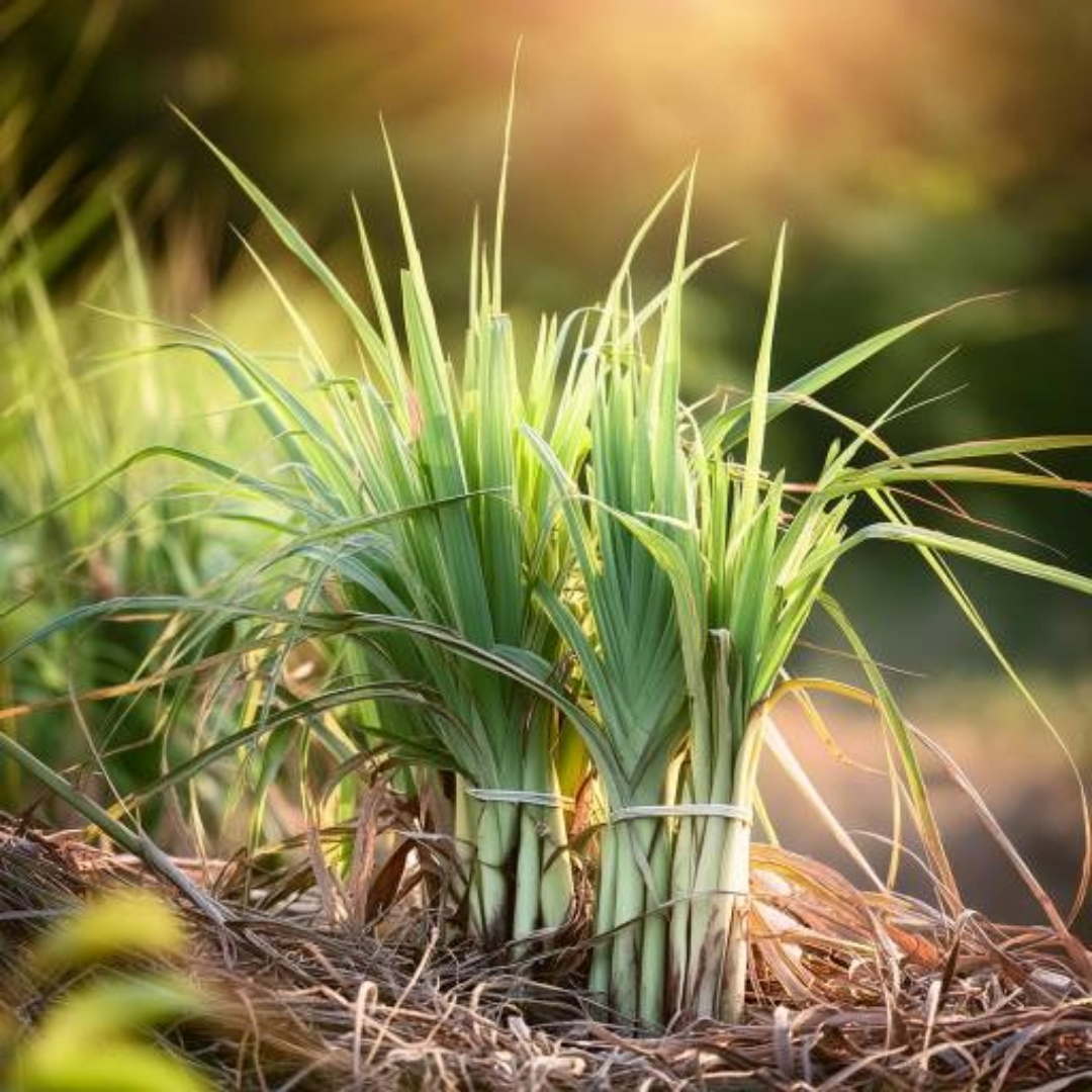 Lemongrass Oil Essential Trading Post Oils